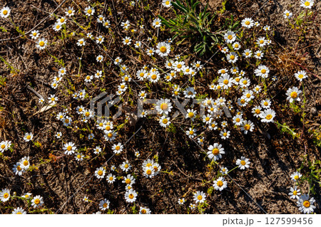 White chamomile flowers on a meadow at spring White chamomile flowers on a meadow at spring 127599456