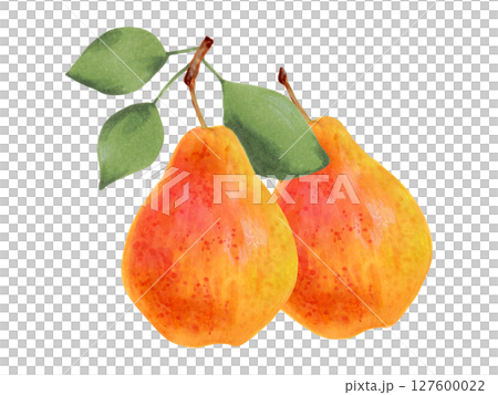 Fruit composition of whole yellow pear fruits with leaves. Watercolor illustration. Ripe fruit from tree. Hand drawn isolated art. Vegetarian products organic food. For juice packaging design, menu 127600022