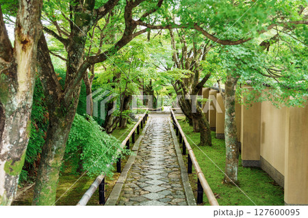 緑に覆われた光悦寺の参道 127600095