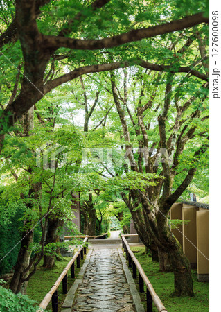 緑に覆われた光悦寺の参道 127600098