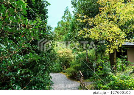 新緑に包まれた小道 127600100