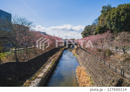掛川市の掛川城周辺の掛川桜の風景(静岡県) 127600114
