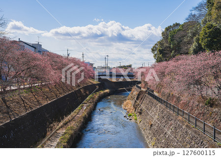 掛川市の掛川城周辺の掛川桜の風景(静岡県) 掛川市の掛川城周辺の掛川桜の風景(静岡県) 127600115