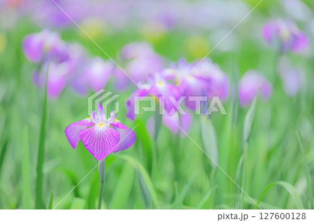 花菖蒲の花が咲く日本の風景 127600128