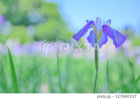 花菖蒲の花が咲く日本の風景 花菖蒲の花が咲く日本の風景 127600137
