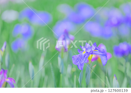 花菖蒲の花が咲く日本の風景 花菖蒲の花が咲く日本の風景 127600139