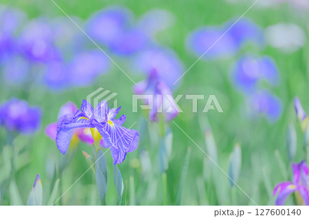 花菖蒲の花が咲く日本の風景 127600140