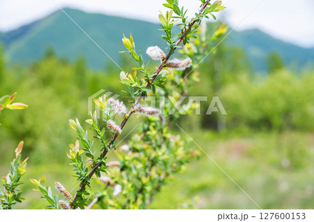 初夏の乗鞍高原 ネコヤナギ 初夏の乗鞍高原 ネコヤナギ 127600153