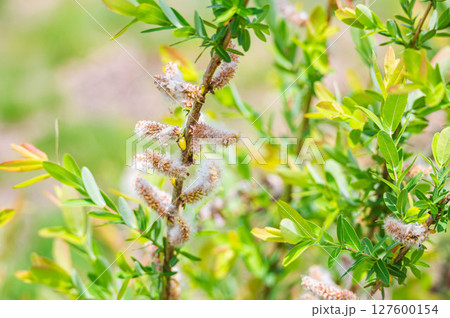 ネコヤナギ 127600154