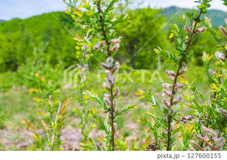 初夏の乗鞍高原　ネコヤナギ 127600155