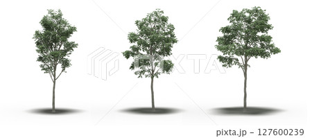 large tree with a shadow under it, isolated on a transparent background, 3D illustration, cg render 127600239