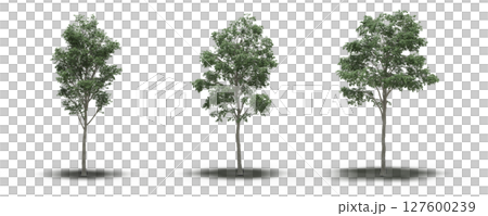 large tree with a shadow under it, isolated on a transparent background, 3D illustration, cg render 127600239