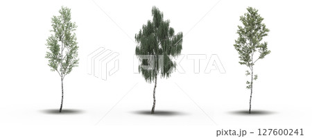 large tree with a shadow under it, isolated on a transparent background, 3D illustration, cg render 127600241