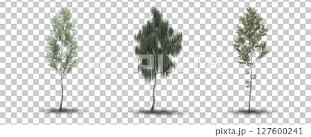 large tree with a shadow under it, isolated on a transparent background, 3D illustration, cg render 127600241