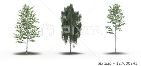 large tree with a shadow under it, isolated on a transparent background, 3D illustration, cg render 127600243