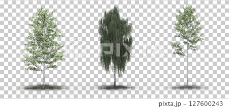 large tree with a shadow under it, isolated on a transparent background, 3D illustration, cg render 127600243