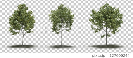 large tree with a shadow under it, isolated on a transparent background, 3D illustration, cg render 127600244