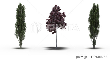 large tree with a shadow under it, isolated on a transparent background, 3D illustration, cg render large tree with a shadow under it, isolated on a transparent background, 3D illustration, cg render 127600247