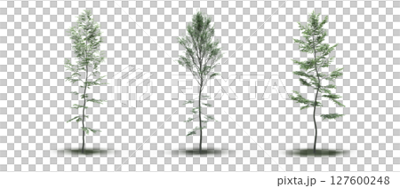 large tree with a shadow under it, isolated on a transparent background, 3D illustration, cg render large tree with a shadow under it, isolated on a transparent background, 3D illustration, cg render 127600248