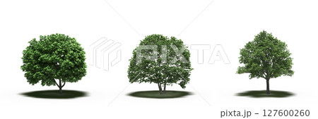 large tree with a shadow under it, isolated on a transparent background, 3D illustration, cg render large tree with a shadow under it, isolated on a transparent background, 3D illustration, cg render 127600260