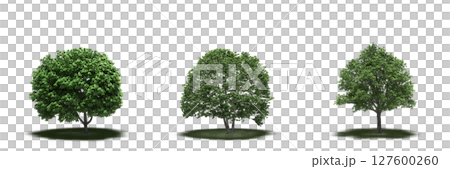 large tree with a shadow under it, isolated on a transparent background, 3D illustration, cg render large tree with a shadow under it, isolated on a transparent background, 3D illustration, cg render 127600260