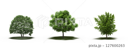 large tree with a shadow under it, isolated on a transparent background, 3D illustration, cg render large tree with a shadow under it, isolated on a transparent background, 3D illustration, cg render 127600263