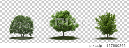 large tree with a shadow under it, isolated on a transparent background, 3D illustration, cg render large tree with a shadow under it, isolated on a transparent background, 3D illustration, cg render 127600263