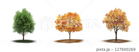 large tree with a shadow under it, isolated on a transparent background, 3D illustration, cg render large tree with a shadow under it, isolated on a transparent background, 3D illustration, cg render 127600269