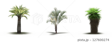 large tree with a shadow under it, isolated on a transparent background, 3D illustration, cg render 127600274