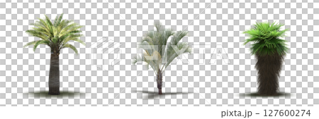 large tree with a shadow under it, isolated on a transparent background, 3D illustration, cg render 127600274