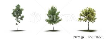 large tree with a shadow under it, isolated on a transparent background, 3D illustration, cg render large tree with a shadow under it, isolated on a transparent background, 3D illustration, cg render 127600278