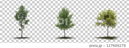 large tree with a shadow under it, isolated on a transparent background, 3D illustration, cg render large tree with a shadow under it, isolated on a transparent background, 3D illustration, cg render 127600278