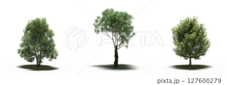 large tree with a shadow under it, isolated on a transparent background, 3D illustration, cg render 127600279