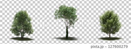 large tree with a shadow under it, isolated on a transparent background, 3D illustration, cg render 127600279