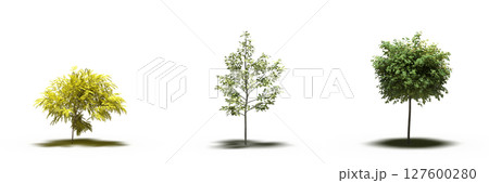 large tree with a shadow under it, isolated on a transparent background, 3D illustration, cg render 127600280