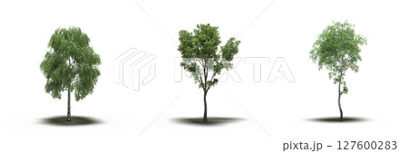 large tree with a shadow under it, isolated on a transparent background, 3D illustration, cg render large tree with a shadow under it, isolated on a transparent background, 3D illustration, cg render 127600283