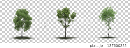 large tree with a shadow under it, isolated on a transparent background, 3D illustration, cg render large tree with a shadow under it, isolated on a transparent background, 3D illustration, cg render 127600283