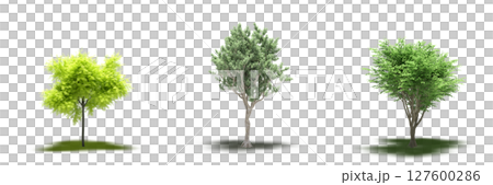 large tree with a shadow under it, isolated on a transparent background, 3D illustration, cg render 127600286