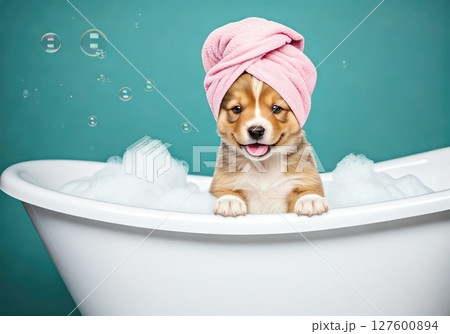 A charming dog hides in a bathtub filled with fluffy bubbles, with only its adorable ears peeking out from under a towel. A charming dog hides in a bathtub filled with fluffy bubbles, with only its adorable ears peeking out from under a towel. 127600894