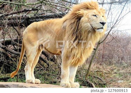 高台から辺りを見回すホワイトライオンの雄 127600913