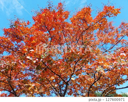 秋空に映える紅葉の樹|鮮やかな赤とオレンジが彩る自然の風景 秋空に映える紅葉の樹|鮮やかな赤とオレンジが彩る自然の風景 127600971