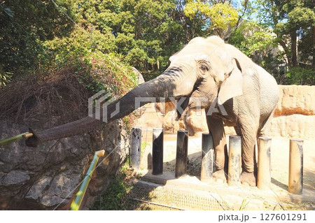 動物園のセイロンゾウにエサやり体験 127601291