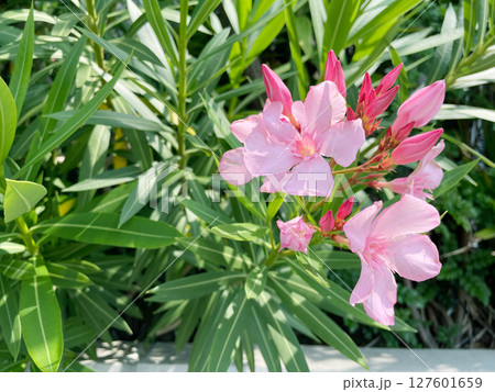 キョウチクトウの花 127601659