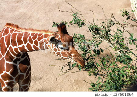 Beautiful giraffe eats leaves from a tree Beautiful giraffe eats leaves from a tree 127601864