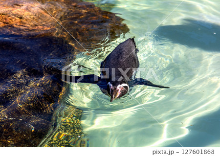 Cute penguin swimming in water 127601868