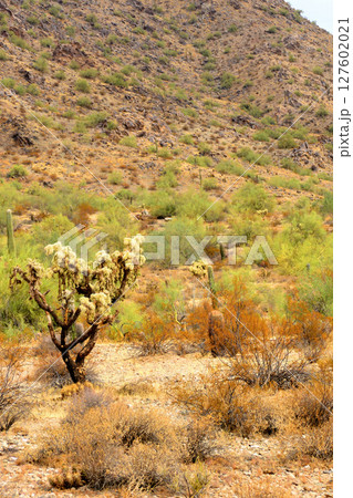 Winter San Tan Mountains Sonoran Desert Arizona 127602021