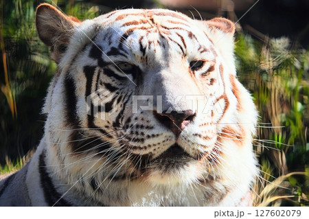 凛々しいホワイトタイガーのクローズアップ 127602079