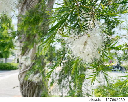 ティーツリーの花 127602080