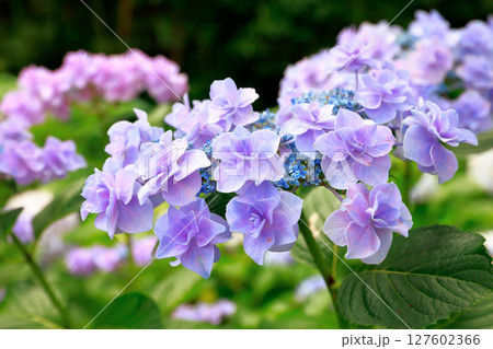 野市のアジサイ 紫陽花 野市のアジサイ 紫陽花 127602366