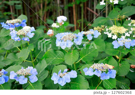 野市のアジサイ　紫陽花 127602368